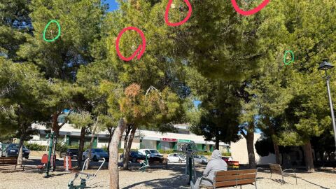 Presencia de procesionaria en parque de juegos para personas adultas en Polop