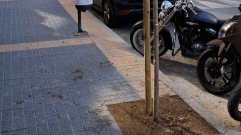 Replantaci&oacute;n de ejemplares perdidos de la v&iacute;a p&uacute;blica de Benidorm