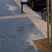 Replantación de ejemplares perdidos de la vía pública de Benidorm Replantación de ejemplares perdidos de la vía pública de Benidorm