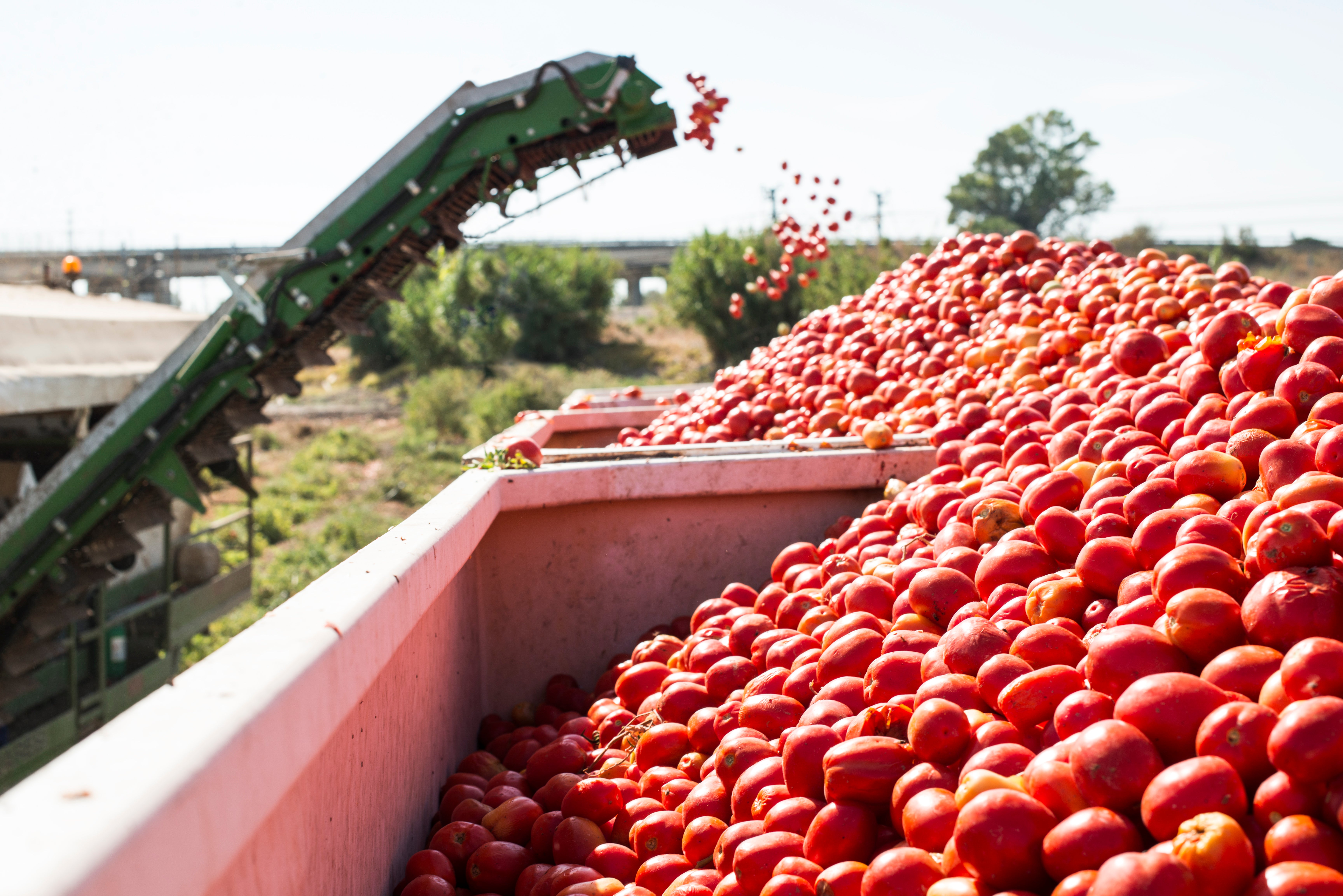El PSOE denuncia que Guardiola deja desamparado al sector del tomate para industria El PSOE denuncia que Guardiola deja desamparado al sector del tomate para industria