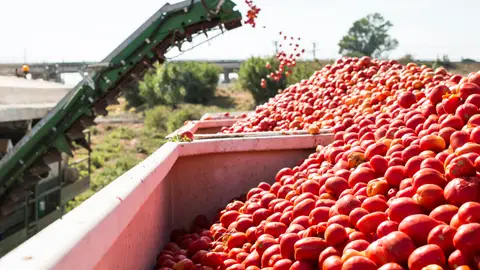 El PSOE denuncia que Guardiola deja desamparado al sector del tomate para industria El PSOE denuncia que Guardiola deja desamparado al sector del tomate para industria