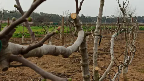 El CICYTEX organiza una jornada de poda en higuera en diferentes sistemas de formación para una producción más sostenible El CICYTEX organiza una jornada de poda en higuera en diferentes sistemas de formación para una producción más sostenible