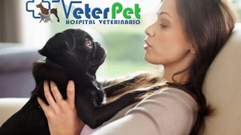 Lenguaje canino: c&oacute;mo entender el comportamiento de los perros