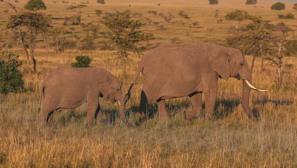 Elefantes en Kenia Elefantes en Kenia