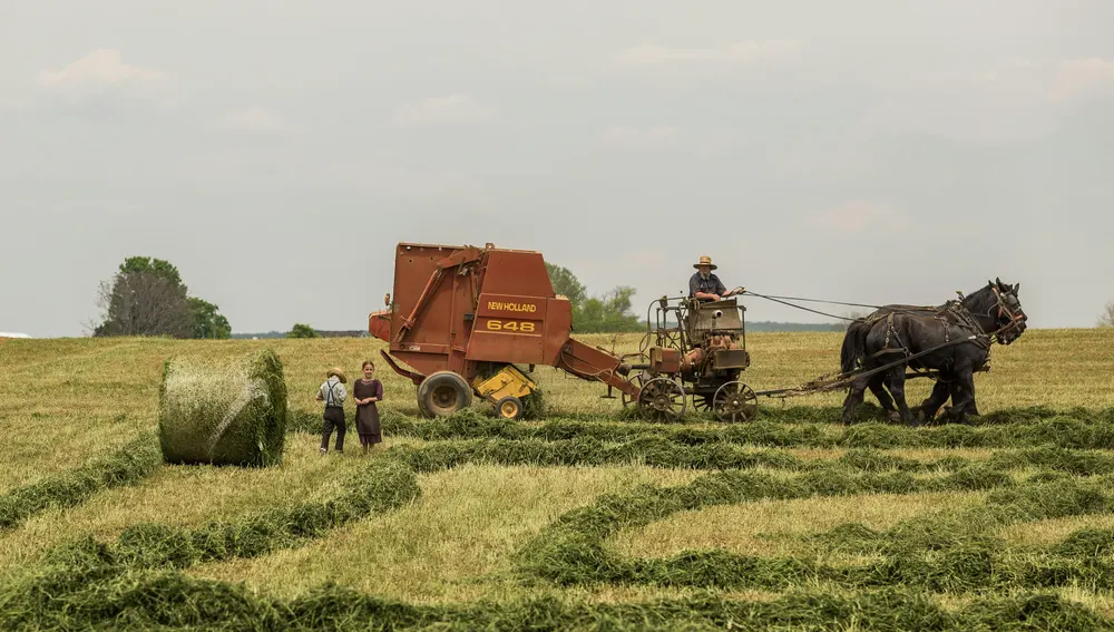 Ciudadanos amish trabajando en el campo Ciudadanos amish trabajando en el campo