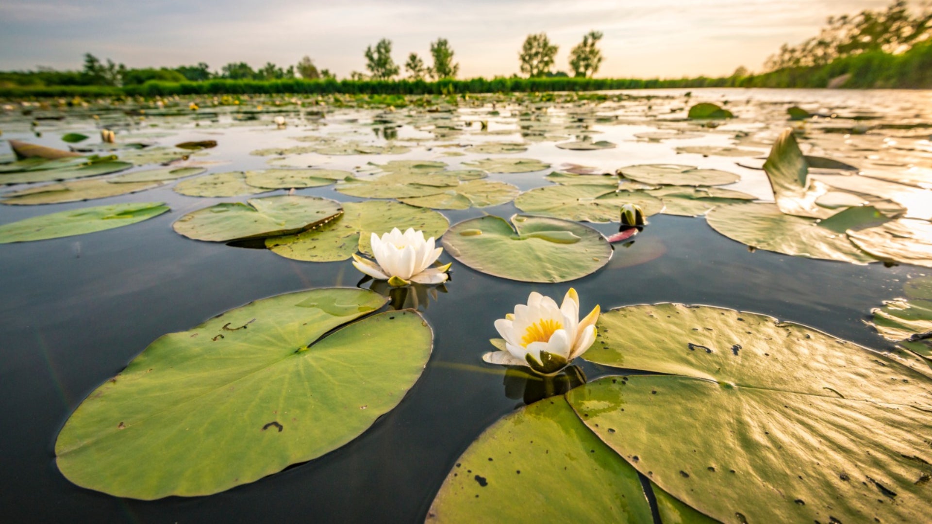 El BOE publica la Declaración de Impacto Ambiental del proyecto de control del nenúfar mejicano en la cuenca del Guadiana El BOE publica la Declaración de Impacto Ambiental del proyecto de control del nenúfar mejicano en la cuenca del Guadiana