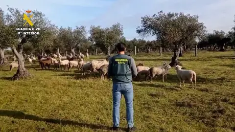 Operación de la Guardia Civil contra el hurto de ovejas en una finca cacereña Operación de la Guardia Civil contra el hurto de ovejas en una finca cacereña