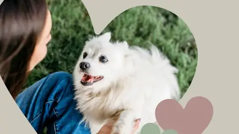 El Centro Integral Municipal de Protección Animal de Alcalá de Henares celebra una nueva jornada de puertas abiertas para fomentar la adopción Cartel de la jornada de puertas abiertas del CIMPA de Alcalá de Henares