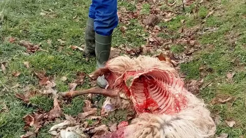 El lobo mata una veintena de ovejas a un ganadero de Pendes en el último mes El lobo mata una veintena de ovejas a un ganadero de Pendes en el último mes