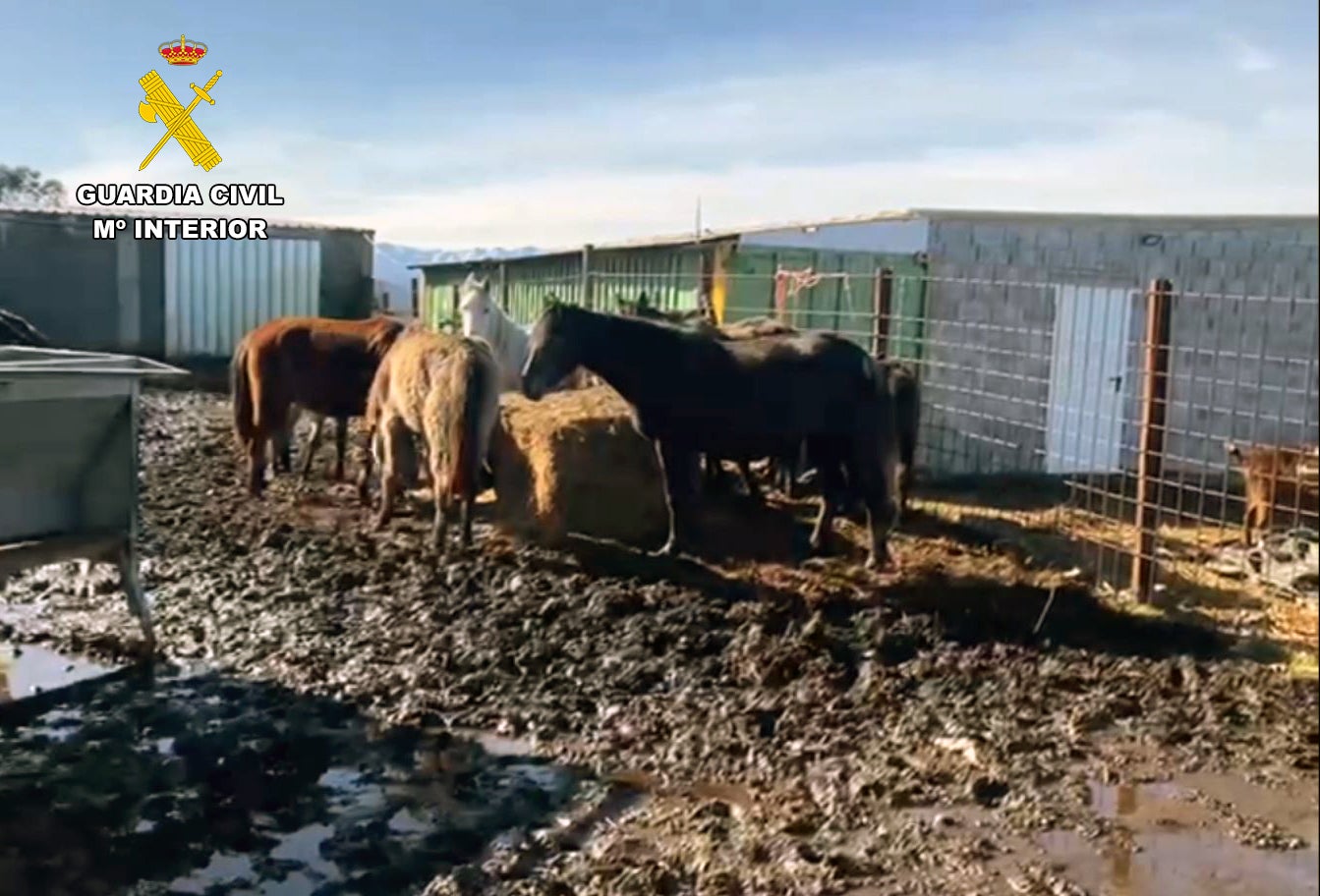 Descubiertos en Cantabria varios ganaderos inhabilitados que mantenían la actividad Descubiertos en Cantabria varios ganaderos inhabilitados que mantenían la actividad