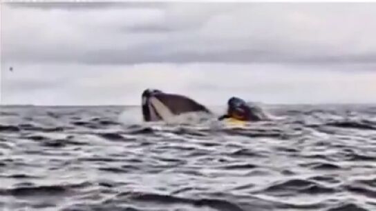 El ins&oacute;lito v&iacute;deo de una ballena que se traga y escupe a un hombre que hac&iacute;a kayak en el mar