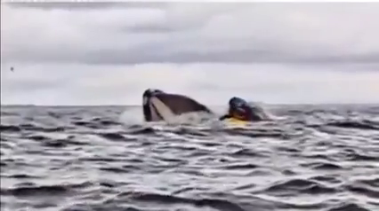 El insólito vídeo de una ballena que se traga y escupe a un hombre que hacía kayak en el mar El insólito vídeo de una ballena que se traga y escupe a un hombre que hacía kayak en el mar