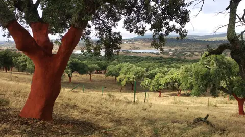 Cicytex organiza una jornada formativa sobre buenas prácticas selvícolas en alcornocales en el Valle del Árrago Cicytex organiza una jornada formativa sobre buenas prácticas selvícolas en alcornocales en el Valle del Árrago