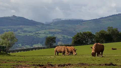El recinto de los rinocerontes en el Parque de Cabárceno El recinto de los rinocerontes en el Parque de Cabárceno