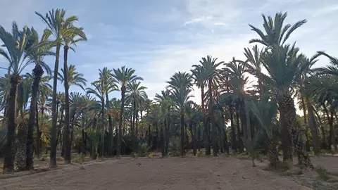 Elche. Elche.