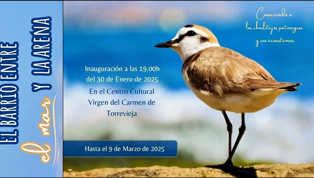 'El barrio entre el mar y la arena': una exposición sobre el chorlitejo patinegro 'El barrio entre el mar y la arena': una exposición sobre el chorlitejo patinegro