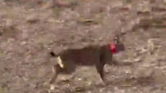 Linces liberados en Astudillo