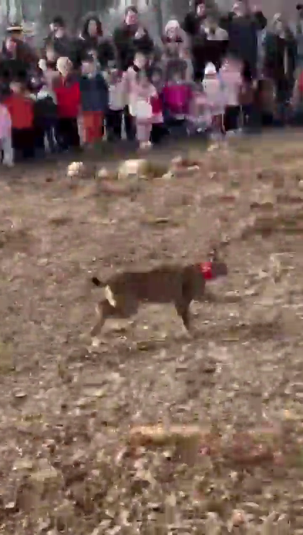 VÍDEO Los linces regresan al Cerrato palentino VÍDEO Los linces regresan al Cerrato palentino