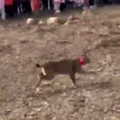Linces liberados en Astudillo