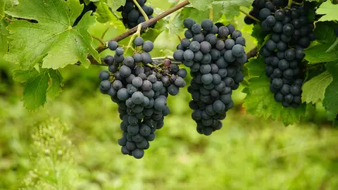 La junta gestora del Comité Aragonés de Agricultura Ecológica convocará elecciones La junta gestora del Comité Aragonés de Agricultura Ecológica convocará elecciones