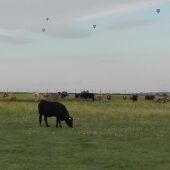 Globos sobrevolando las tierras de ganado y cultivo