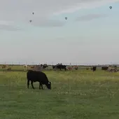 Globos sobrevolando las tierras de ganado y cultivo Globos sobrevolando las tierras de ganado y cultivo