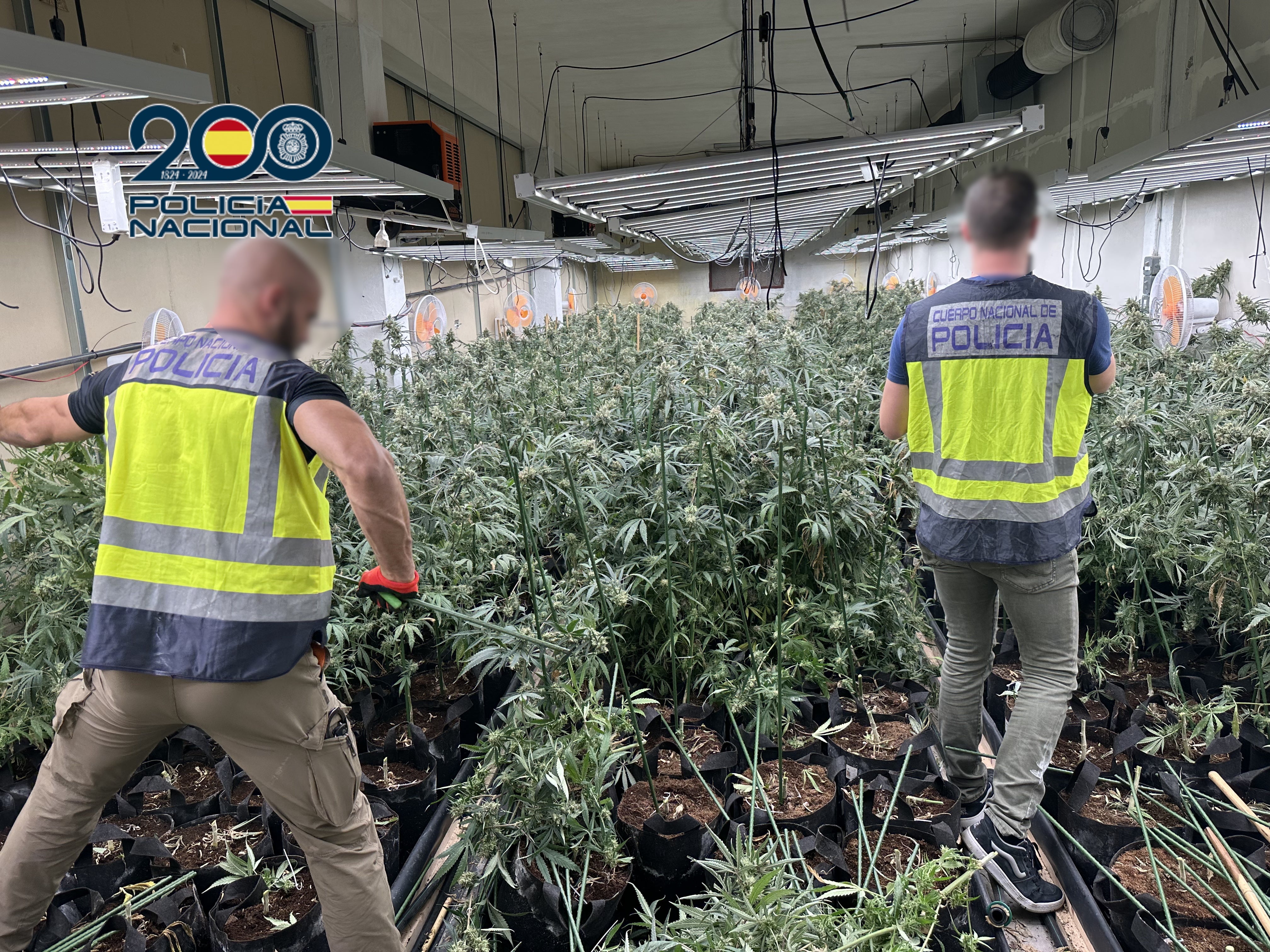 La Policía Nacional desarticula una organización criminal dedicada al cultivo de marihuana en l’Alfàs, Callosa y Pedreguer La Policía Nacional desarticula una organización criminal dedicada al cultivo de marihuana en l’Alfàs, Callosa y Pedreguer