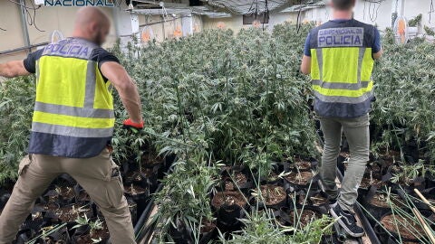 Plantaci&oacute;n encontrada en la operaci&oacute;n por la Polic&iacute;a Nacional