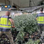 Plantación encontrada en la operación por la Policía Nacional