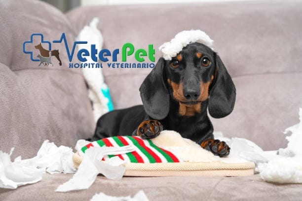 El adiestrador Ángel Osuna ofrece las claves para evitar que tu perro muerda y dañe los muebles El adiestrador Ángel Osuna ofrece las claves para evitar que tu perro muerda y dañe los muebles