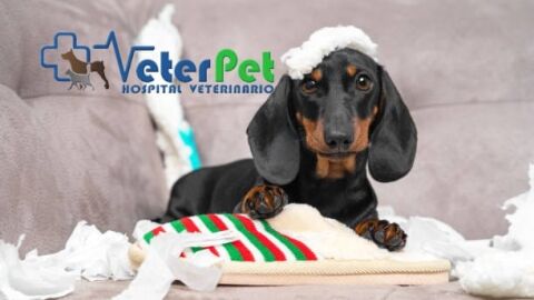 El adiestrador &Aacute;ngel Osuna ofrece las claves para evitar que tu perro muerda y da&ntilde;e los muebles