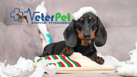 El adiestrador Ángel Osuna ofrece las claves para evitar que tu perro muerda y dañe los muebles El adiestrador Ángel Osuna ofrece las claves para evitar que tu perro muerda y dañe los muebles