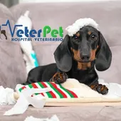 El adiestrador Ángel Osuna ofrece las claves para evitar que tu perro muerda y dañe los muebles El adiestrador Ángel Osuna ofrece las claves para evitar que tu perro muerda y dañe los muebles