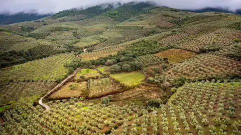Una jornada abordará el próximo martes en Almendralejo la Ley de extranjería y la falta de mano de obra en el campo Una jornada abordará el próximo martes en Almendralejo la Ley de extranjería y la falta de mano de obra en el campo