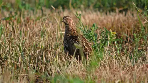 El Ministerio de Transición Ecológica confirma que la codorniz no está en peligro de extinción El Ministerio de Transición Ecológica confirma que la codorniz no está en peligro de extinción