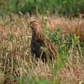 El Ministerio de Transición Ecológica confirma que la codorniz no está en peligro de extinción