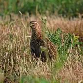 El Ministerio de Transición Ecológica confirma que la codorniz no está en peligro de extinción El Ministerio de Transición Ecológica confirma que la codorniz no está en peligro de extinción