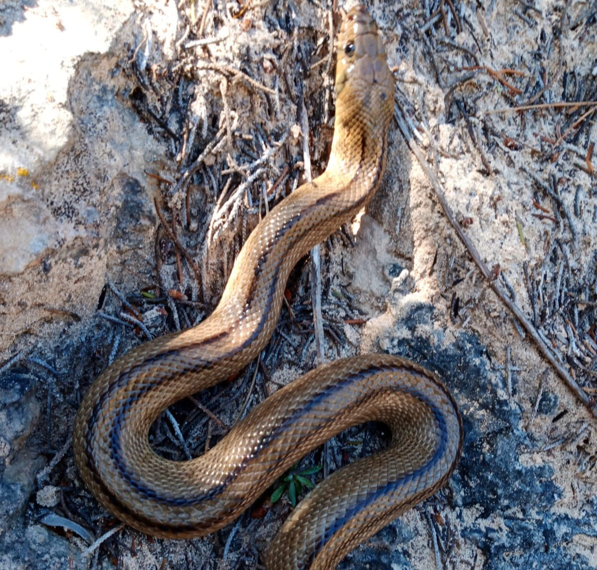 El Govern balear captura en las Pitiusas más de 4.600 serpientes durante el año 2024 El Govern balear captura en las Pitiusas más de 4.600 serpientes durante el año 2024