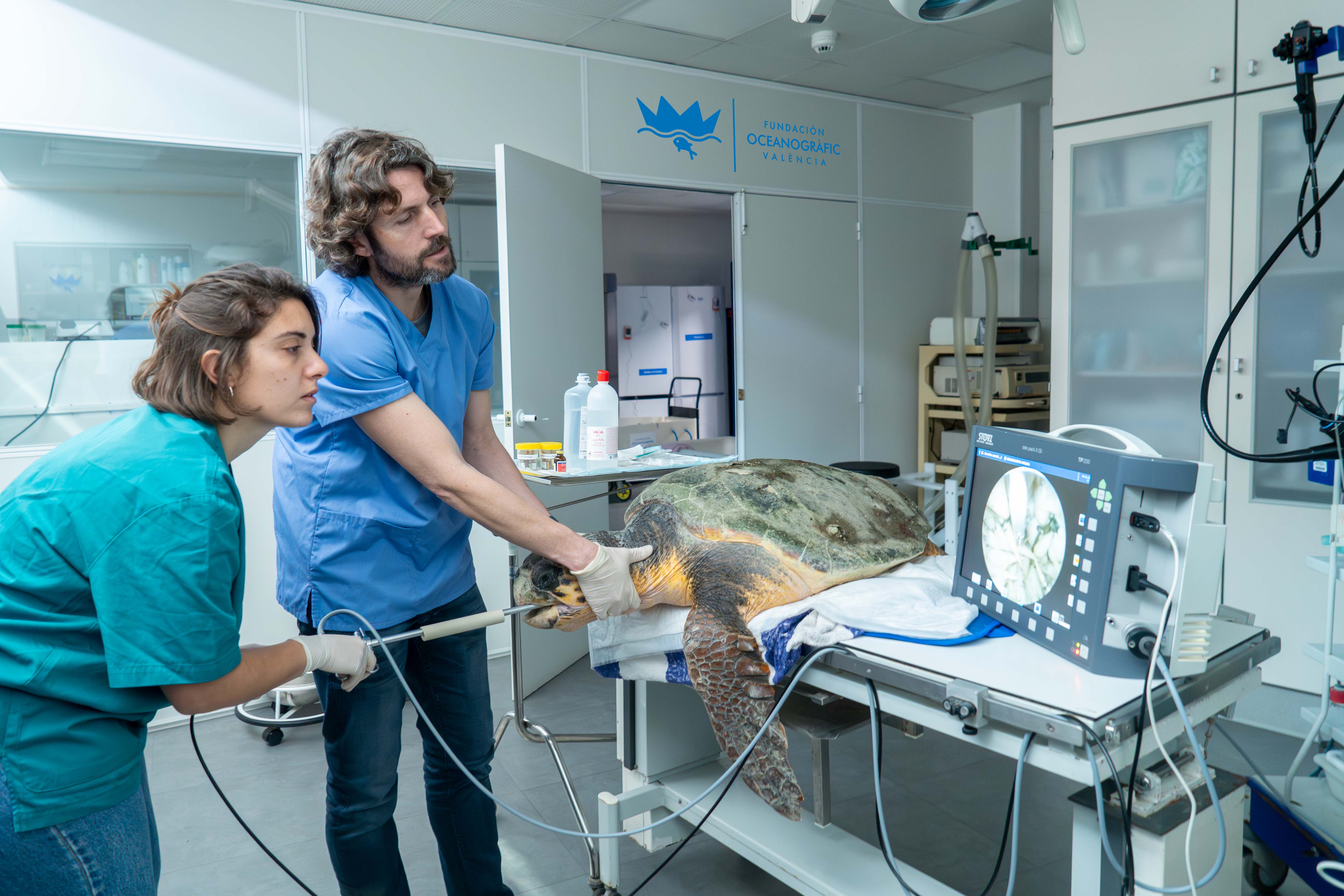 Rescatan a una tortuga atrapada en el puerto de Torrevieja y la ingresan en el Centro de Recuperación del Oceanogràfic Rescatan a una tortuga atrapada en el puerto de Torrevieja y la ingresan en el Centro de Recuperación del Oceanogràfic