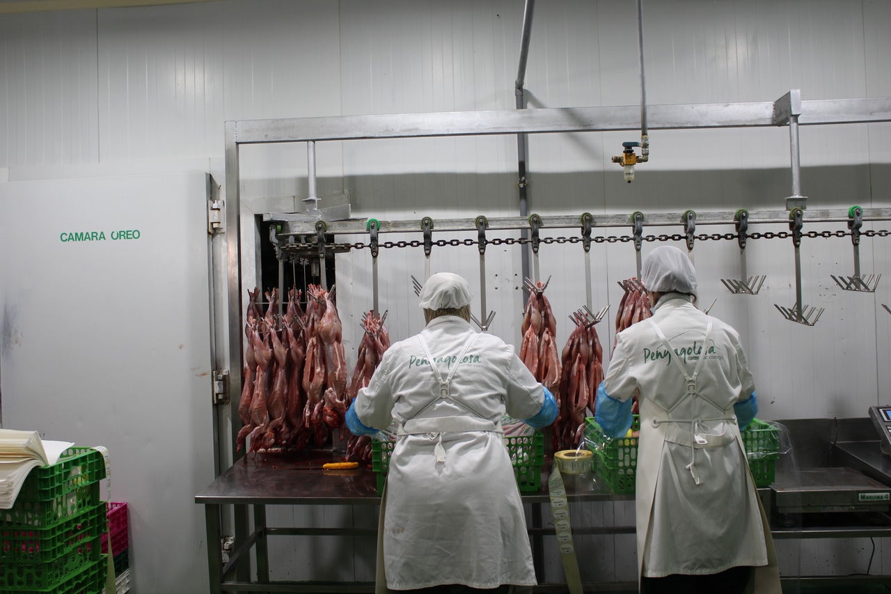 LA UNIÓ denuncia la desaparición del 45% de granjas de conejos en apenas seis años LA UNIÓ denuncia la desaparición del 45% de granjas de conejos en apenas seis años