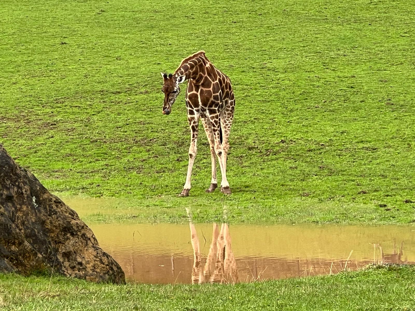 Fallece una de las jirafas del Parque de la Naturaleza de Cabárceno Fallece una de las jirafas del Parque de la Naturaleza de Cabárceno