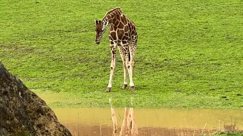 Jirafa en el Parque de la Naturaleza de Cabárceno