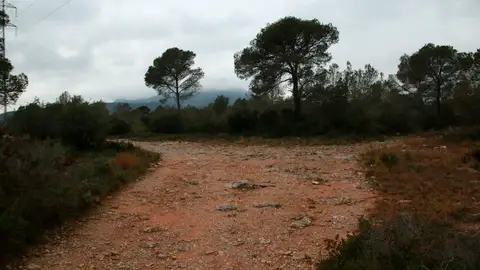 Imatge dels terrenys on s'ubicarà el projecte del grup Ametller Origen Imatge dels terrenys on s'ubicarà el projecte del grup Ametller Origen