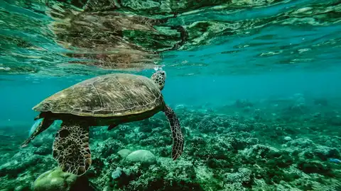 Imagen de una tortuga marina Imagen de una tortuga marina