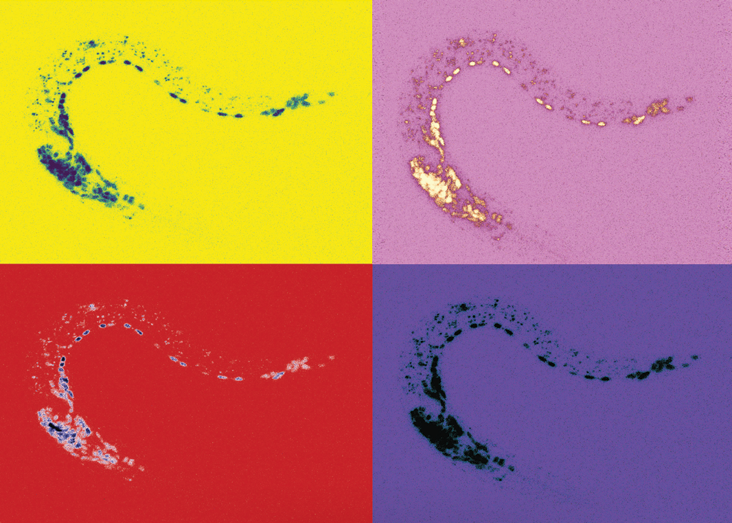 El Instituto de Neurociencias identifica un mecanismo que regula la producción de dos proteínas diferentes a partir de un mismo gen El Instituto de Neurociencias identifica un mecanismo que regula la producción de dos proteínas diferentes a partir de un mismo gen