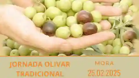 Debatirán sobre el sector olivarero en Mora Debatirán sobre el sector olivarero en Mora