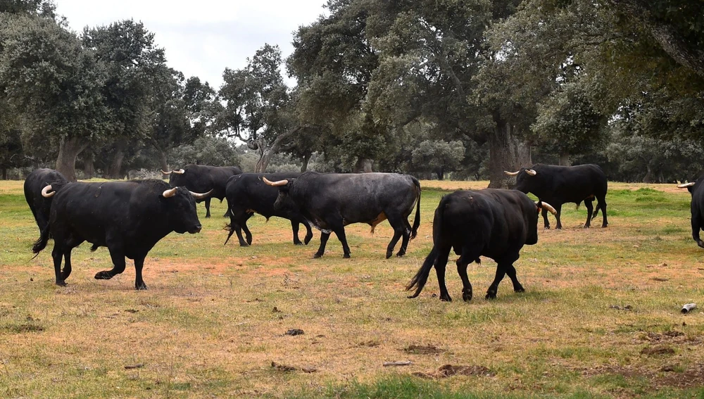 Toros en la dehesa Toros en la dehesa