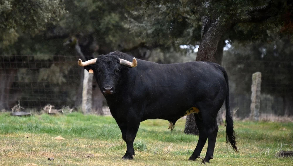 Toro en solitario Toro en solitario