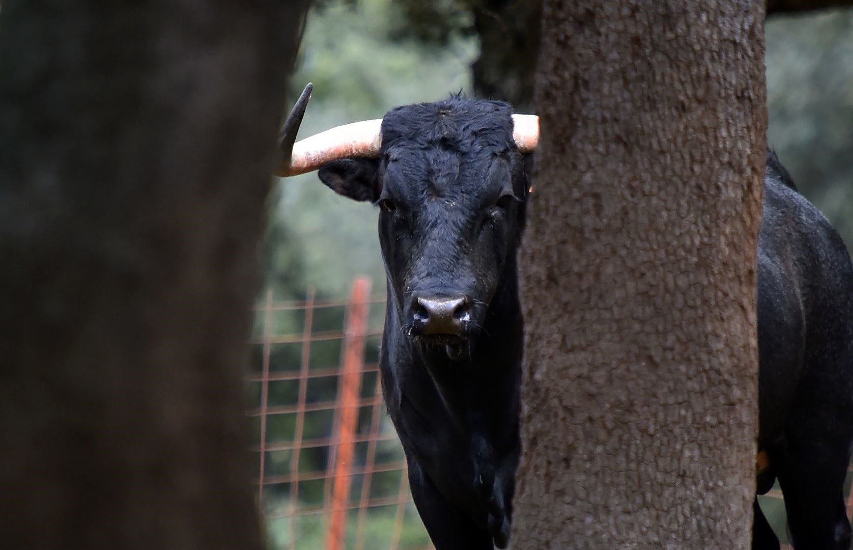 PP y Vox instan al Consell a conceder la Alta Distinción a la Fundación Toro de Lidia PP y Vox instan al Consell a conceder la Alta Distinción a la Fundación Toro de Lidia