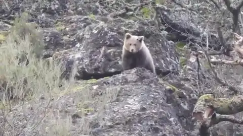 El Oso Barniedo, una vida en libertad 'vigilada' El Oso Barniedo, una vida en libertad 'vigilada'